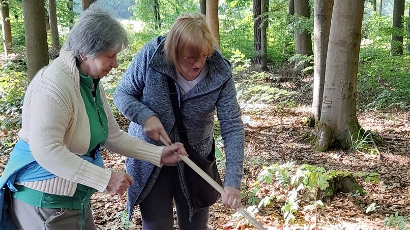 Zwei Seniorinnen im Wald. Sie rechen das Laub zusammen 