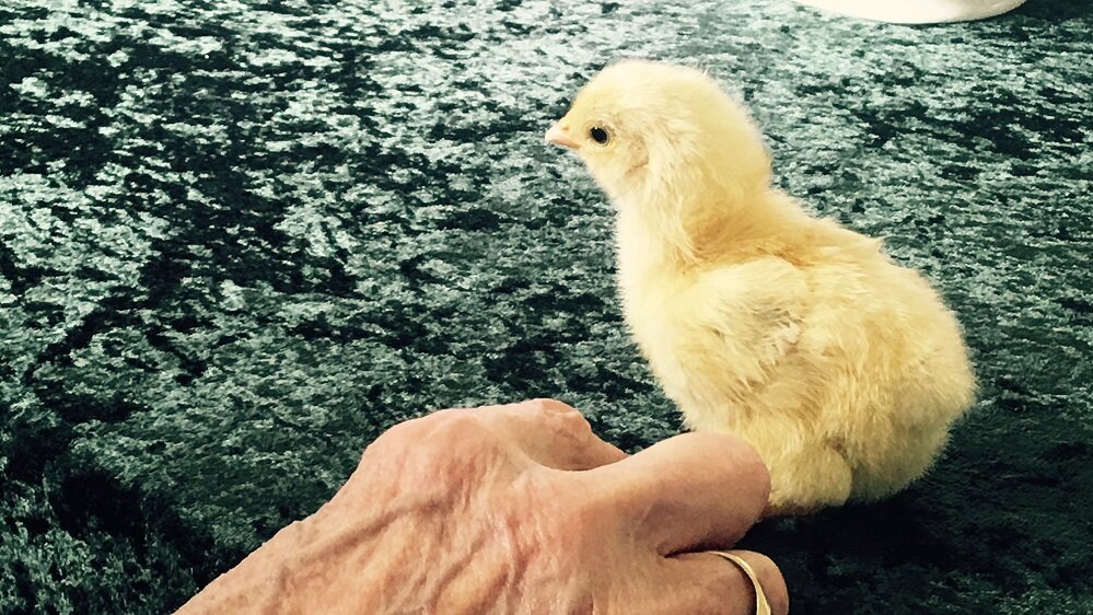 Gelbes Entenküken, das über ein grünes Tischtuch läuft. Zu sehen ist auch die Hand einer älteren Dame, die das Küken vorsichtig anfasst.