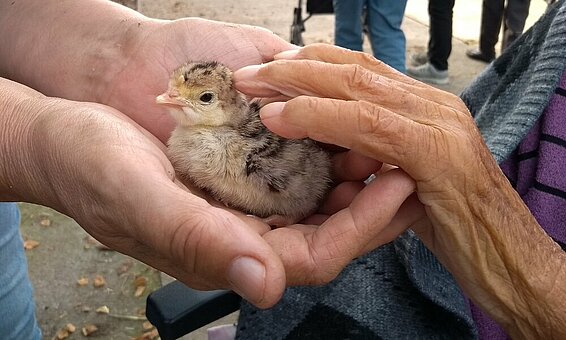 Während eines Hofbesuchs können Tiere beobachtet und gestreichelt werden | © Landwirtschaftskammer Schleswig-Holstein Zu sehen ist ein Gänseküken und die Hand eines älteren Menschen, die das Küken streichelt
