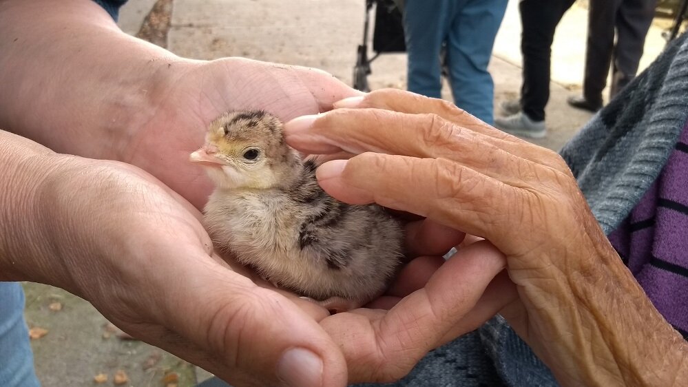 Zu sehen ist ein Gänseküken und die Hand eines älteren Menschen, die das Küken streichelt 