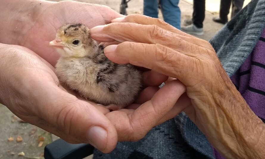 Zu sehen ist ein Gänseküken und die Hand eines älteren Menschen, die das Küken streichelt 