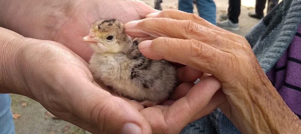 Zu sehen ist ein Gänseküken und die Hand eines älteren Menschen, die das Küken streichelt 