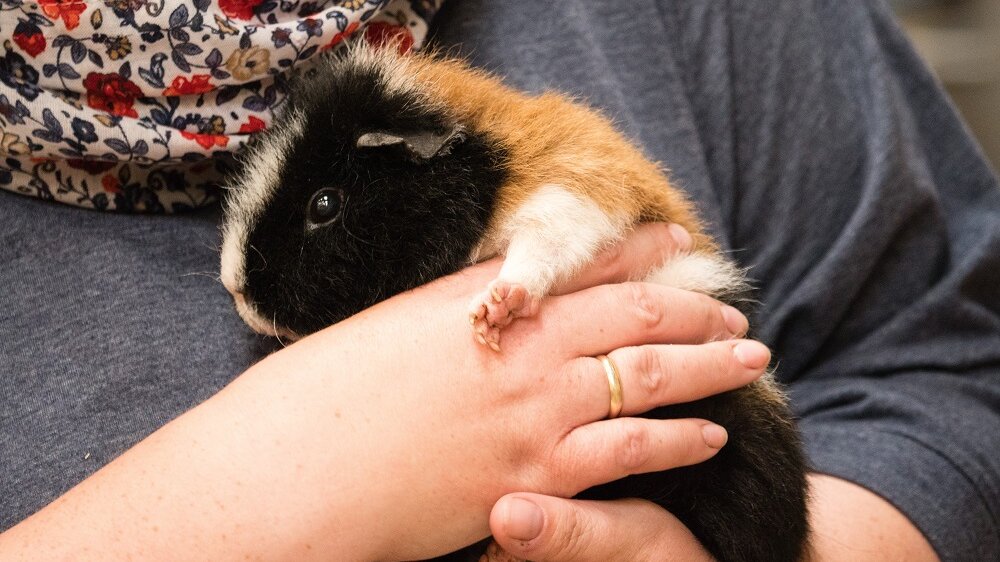 Ältere Dame mit einem schwarz-braunen Meerschweinchen auf dem Arm