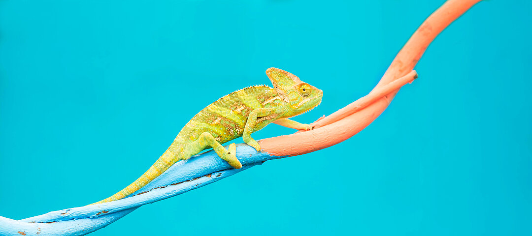 © adobe.stock_joelia Ein grünes Chamäleon auf einem in blau orange angemalten Ast. Der Hintergrund ist leuchtend türkis