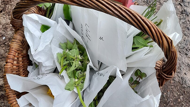 Foto: Auf dem Waldboden steht ein brauner Korb, der mit Kräutern gefüllt ist