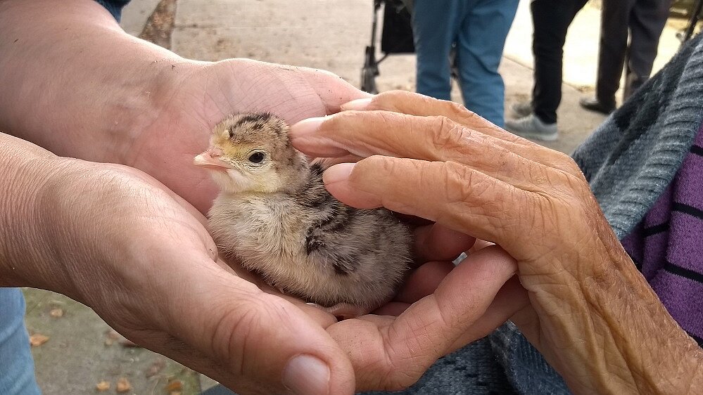 Foto: Zu sehen ist ein Gänseküken und die Hand eines älteren Menschen, die das Küken streichelt 