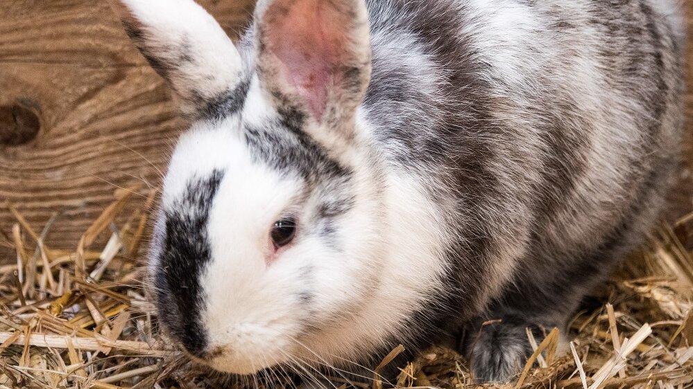 Schwarz-weißes Kaninchen im Stroh