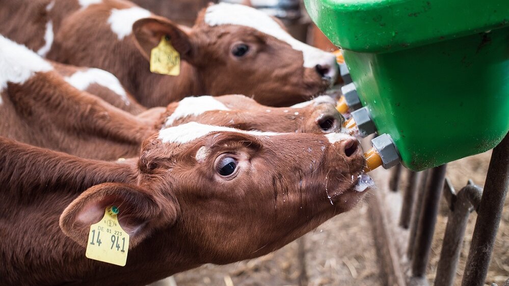 Kälbchen, die im Stall an einer Tränke trinken 