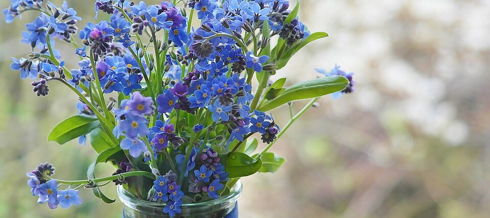 Foto: Strauß Vergissmeinnicht in einer Glasvase