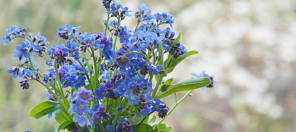 Foto: Strauß Vergissmeinnicht in einer Glasvase