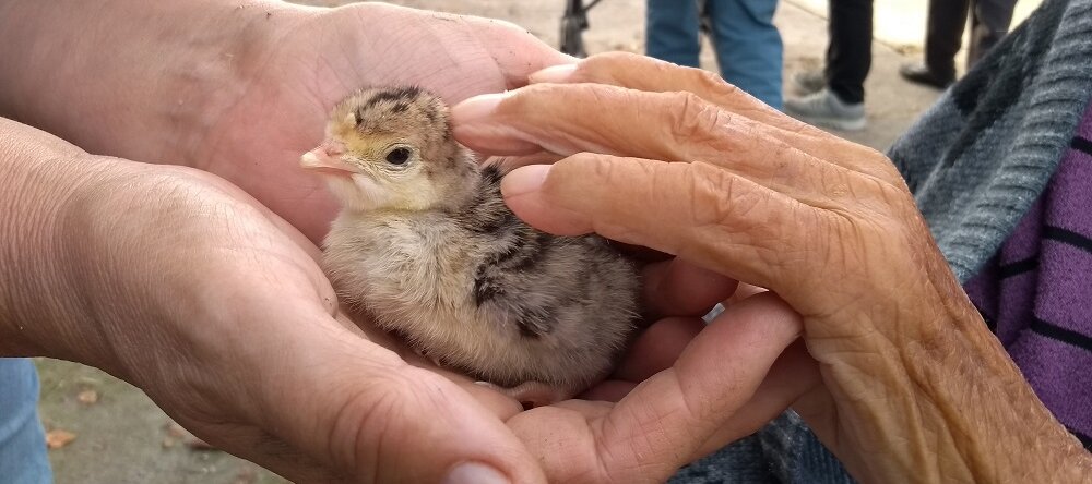 Foto: Zu sehen ist ein Gänseküken und die Hand eines älteren Menschen, die das Küken streichelt 