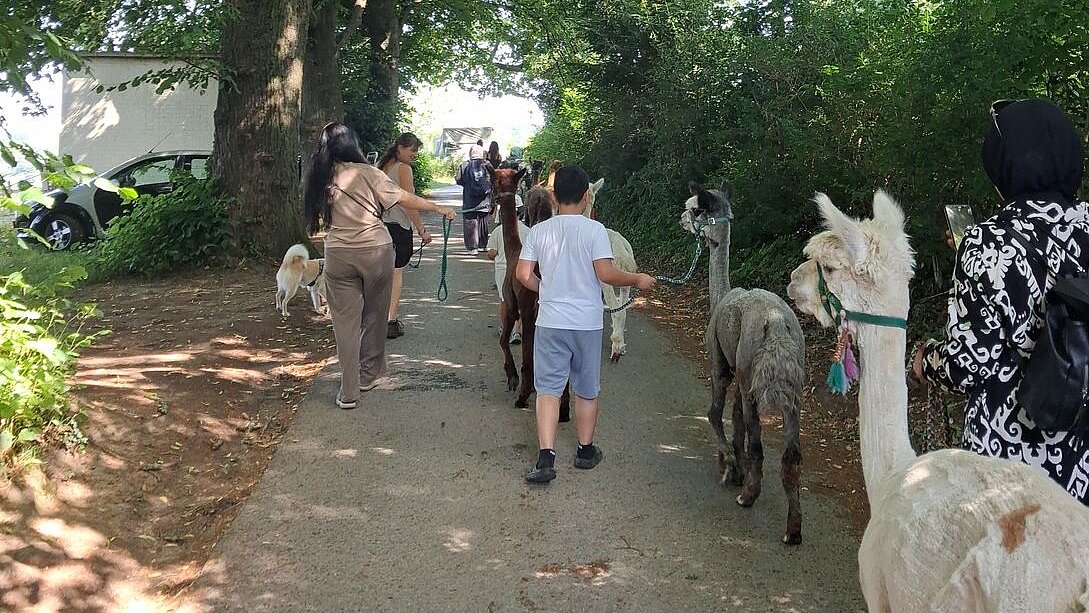 Alpakawanderung in Solingen Foto: Eine Gruppe Menschen wandert mit Alpakas an der Leine unter Bäumen.