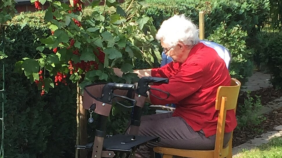 Einzelbetreuung bei der Beerenernte Foto: Johannisbeerernte von älterer Frau auf Stuhl