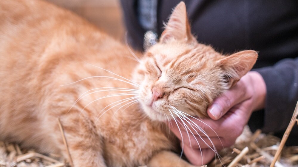 Rötliche Katze, die von einer älteren Dame am Kopf gestreichelt wird